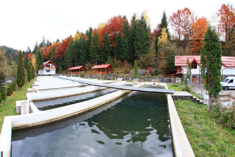 Hotel Paltinis Borsa Kültér fotó